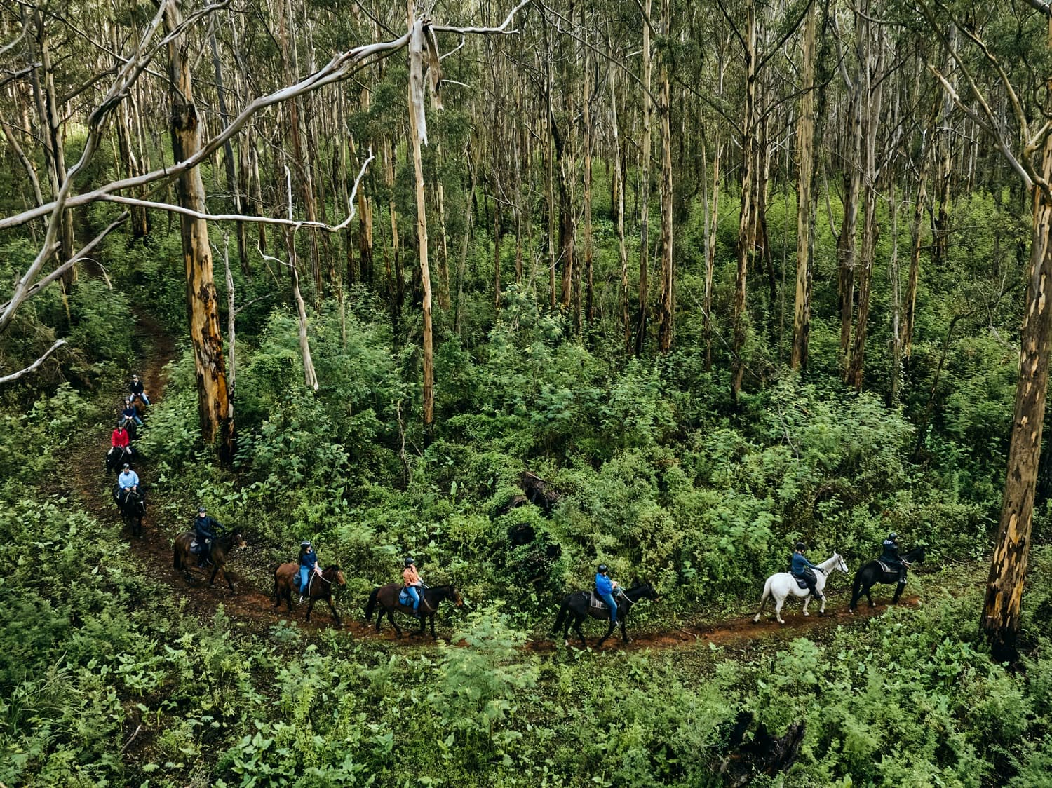A trail ride winding through the karri forest, seen from above, Jesters Flat