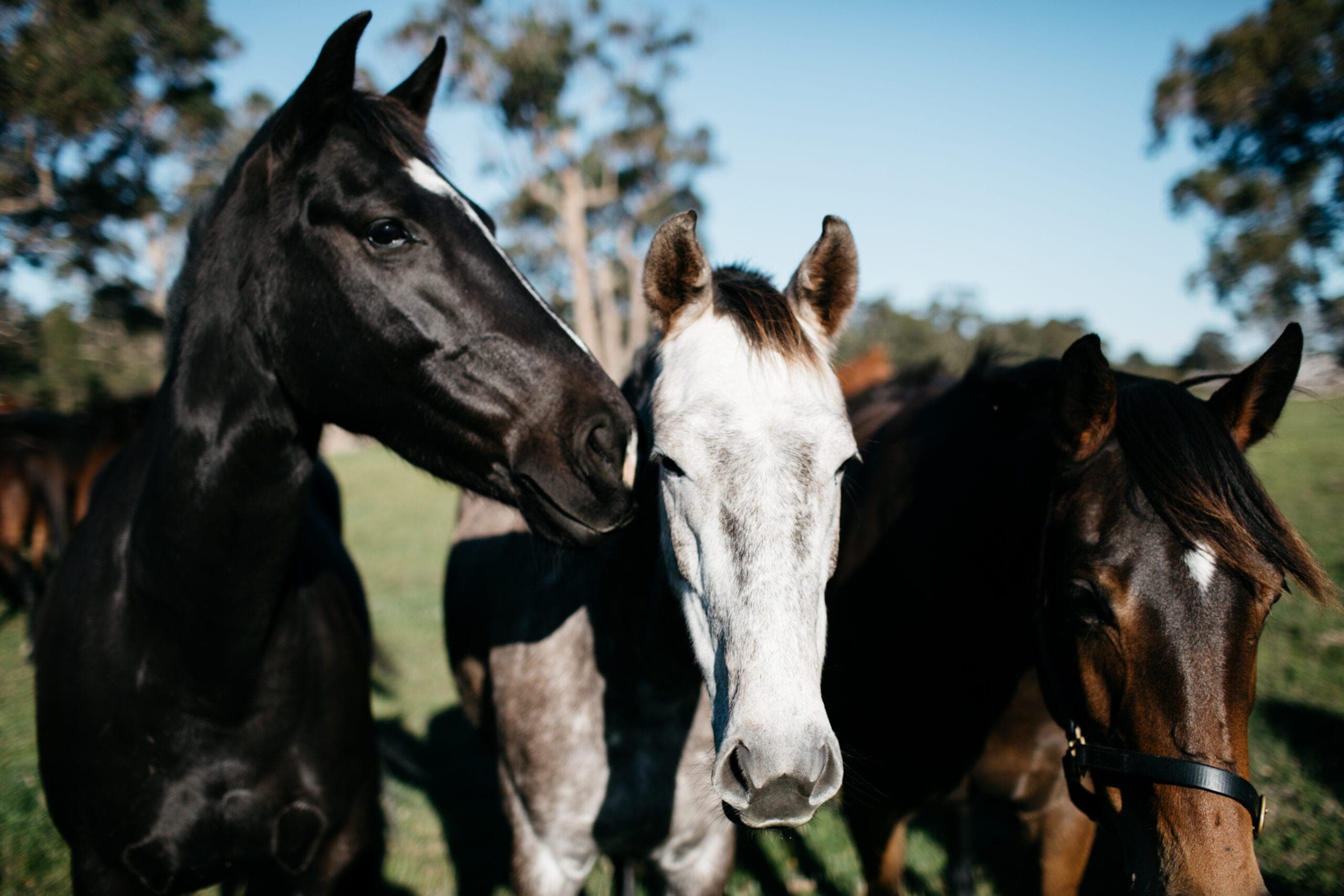 The herd & ASH stud