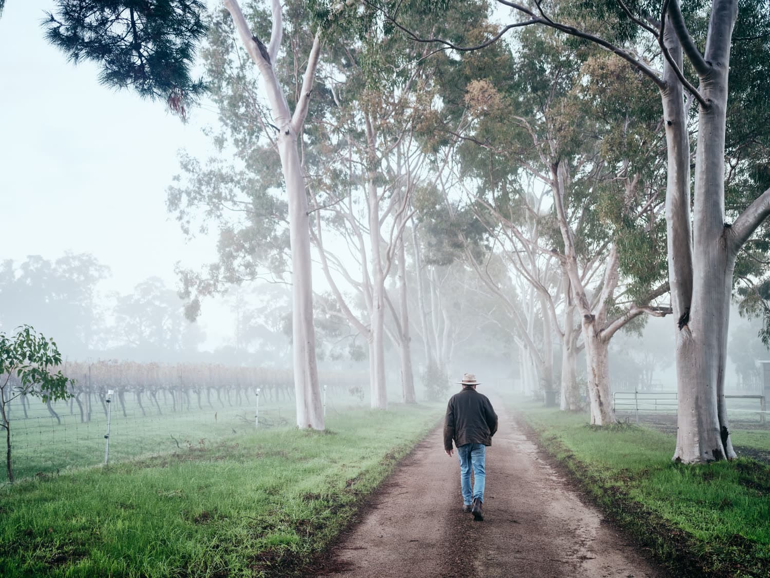 A misty lane through the vineyard at dawn, Jesters Flat