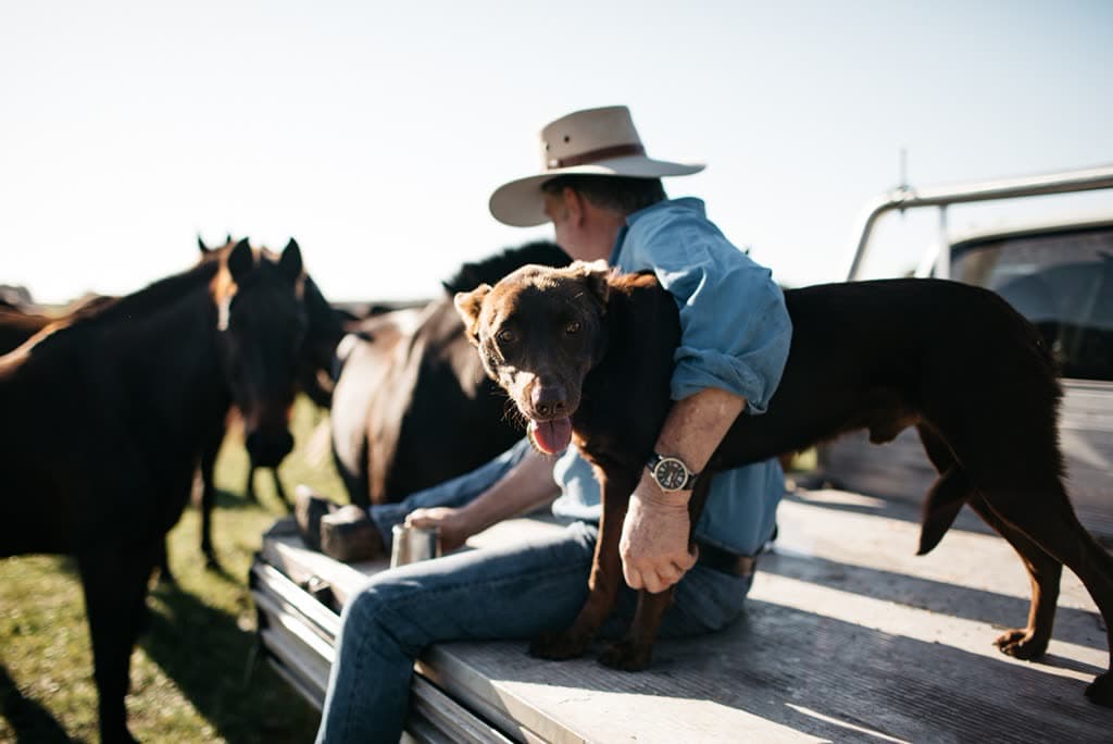 A stockman and his kelpie on the ute, Jesters Flat
