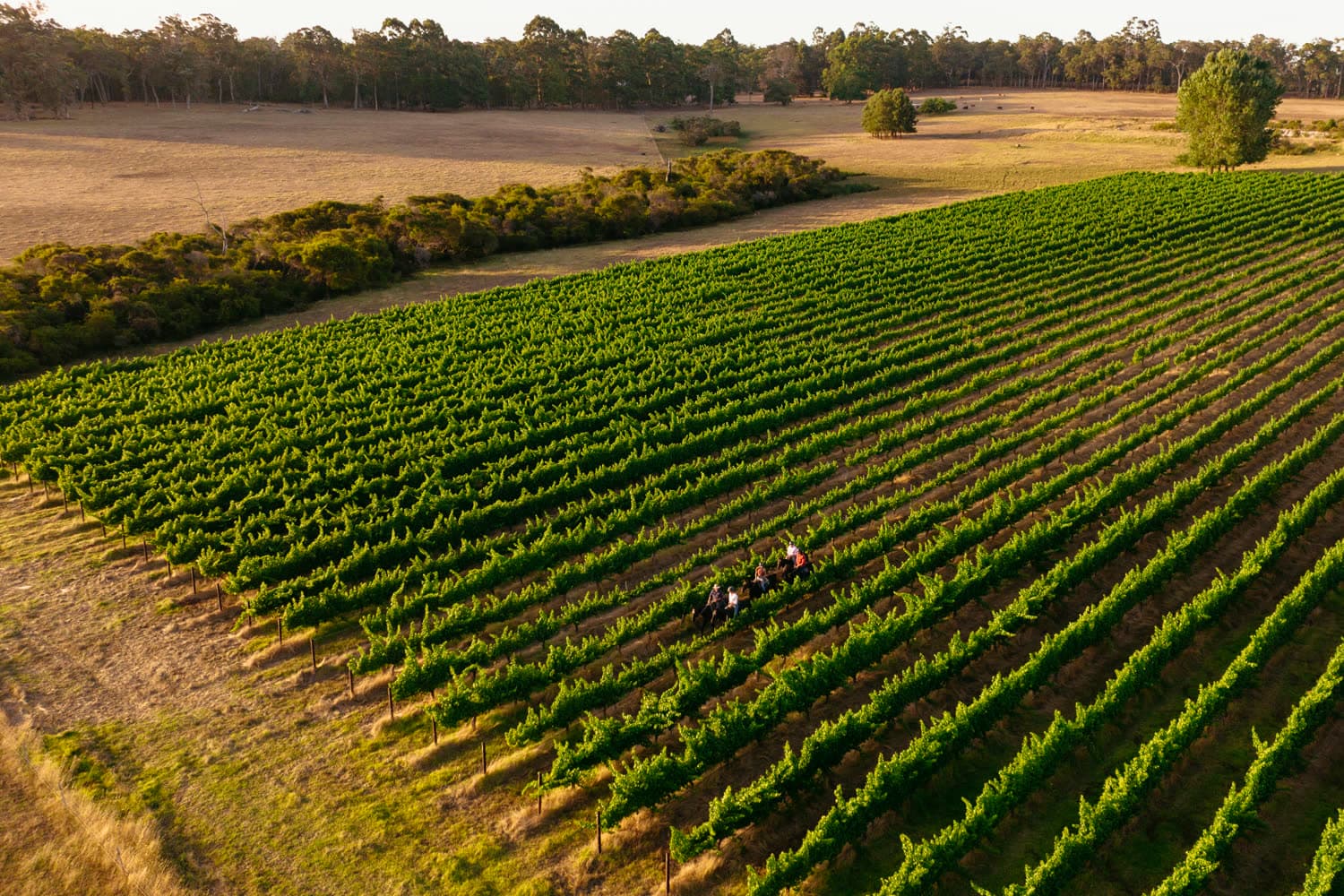Aerial view over the vineyard and forest country, Jesters Flat