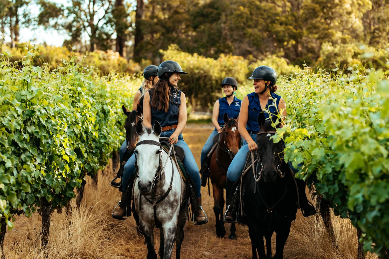 A group riding through the vineyard rows, Jesters Flat