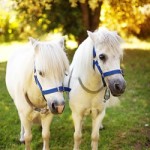 Pair of Ponies