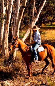 Forest exploring on horse back