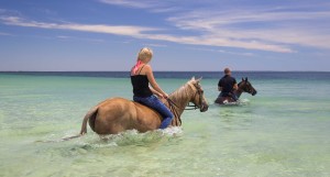 horses swimming at the beach