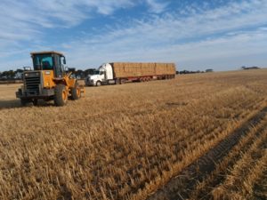 Hay for the Horses